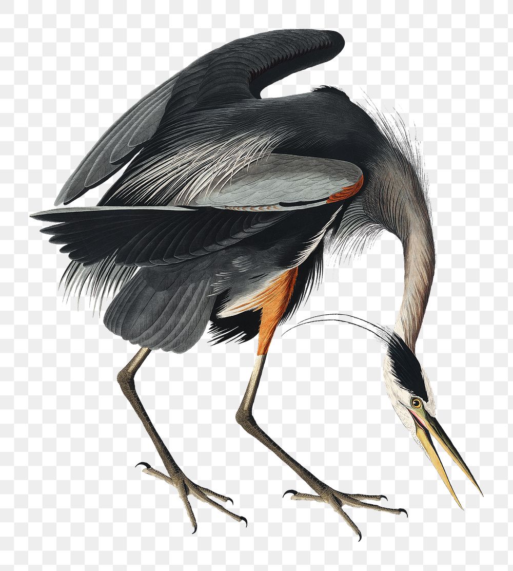 Great blue heron png bird sticker, transparent background