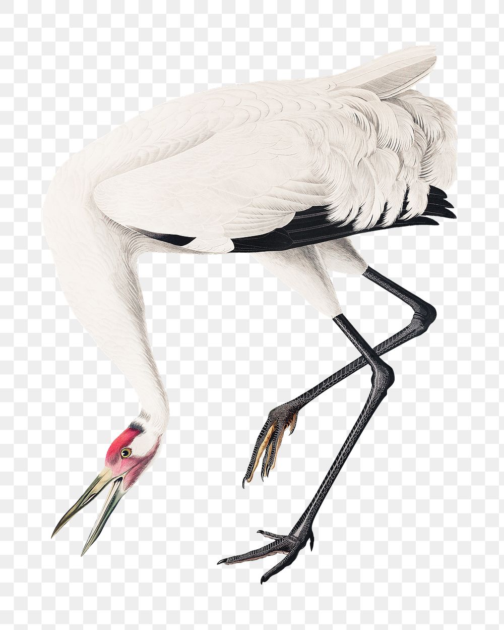 Whooping crane png bird sticker, transparent background