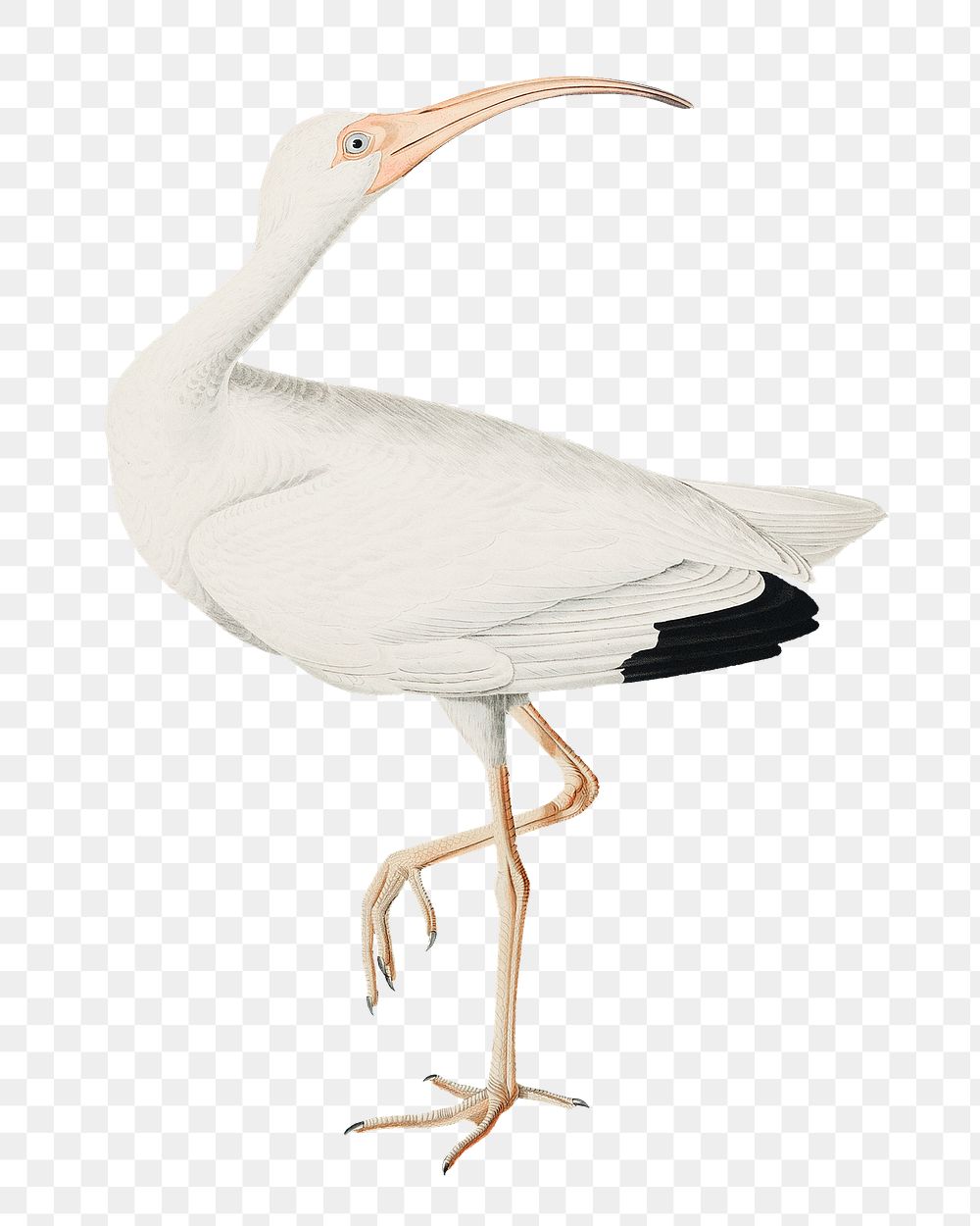 White ibis png bird sticker, transparent background