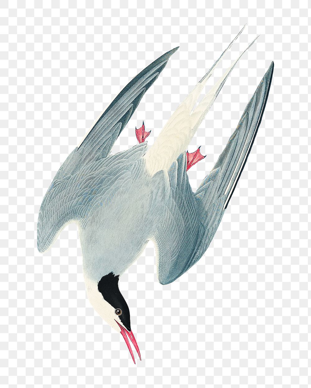 Arctic tern png bird sticker, transparent background