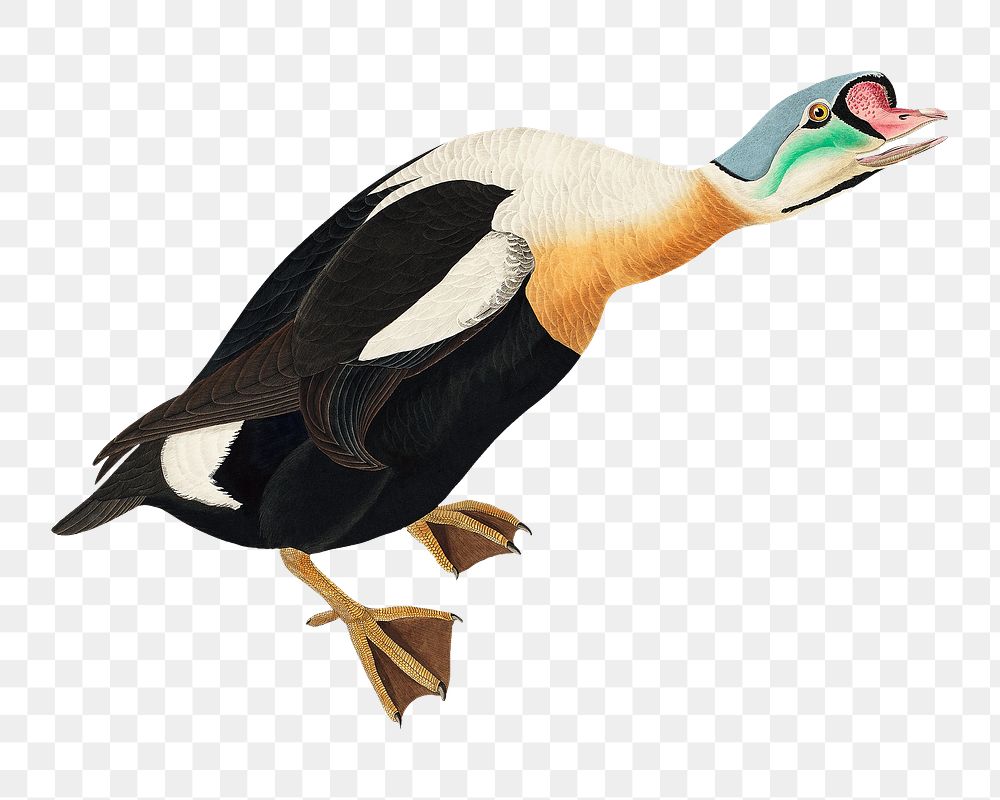 King duck png bird sticker, transparent background