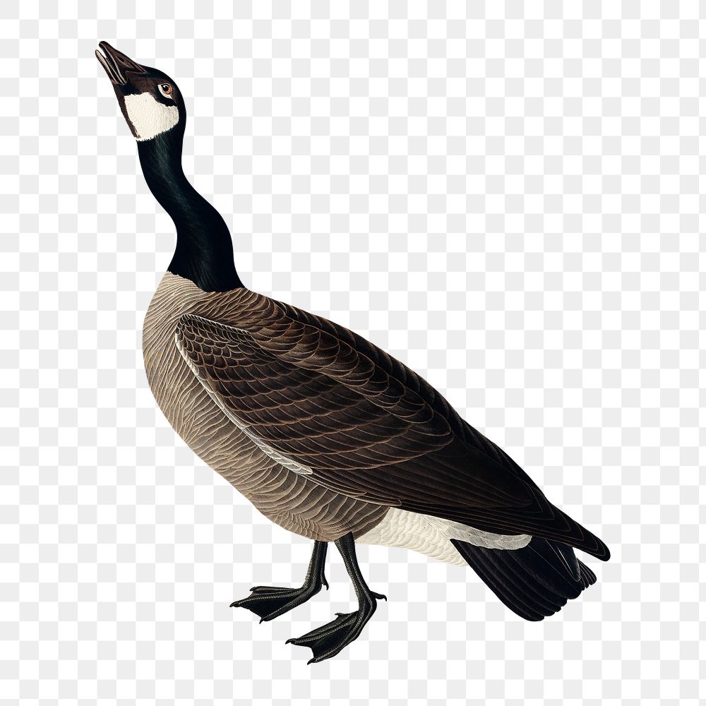 Hutchins's barnacle goose png bird sticker, transparent background