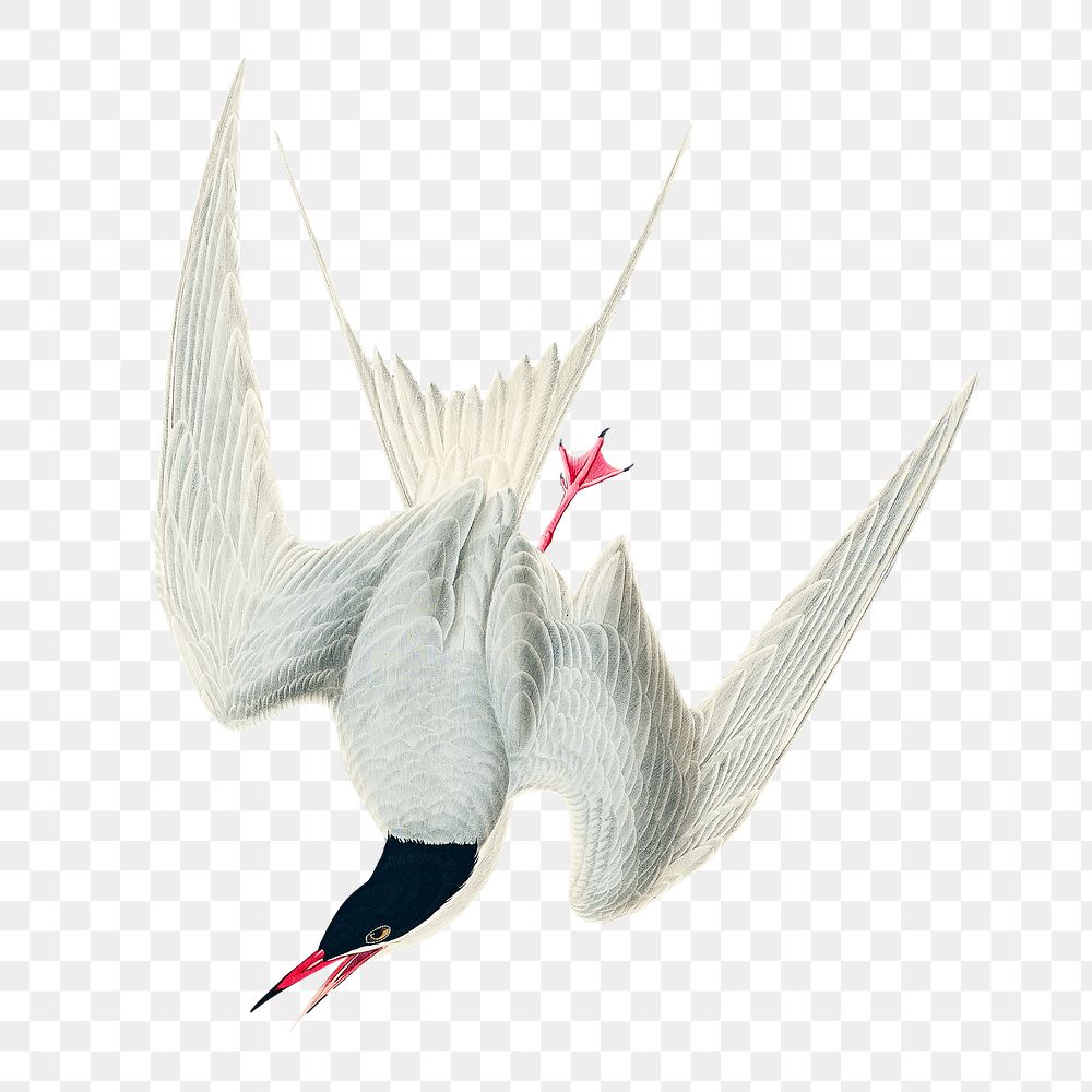 Great tern png bird sticker, transparent background