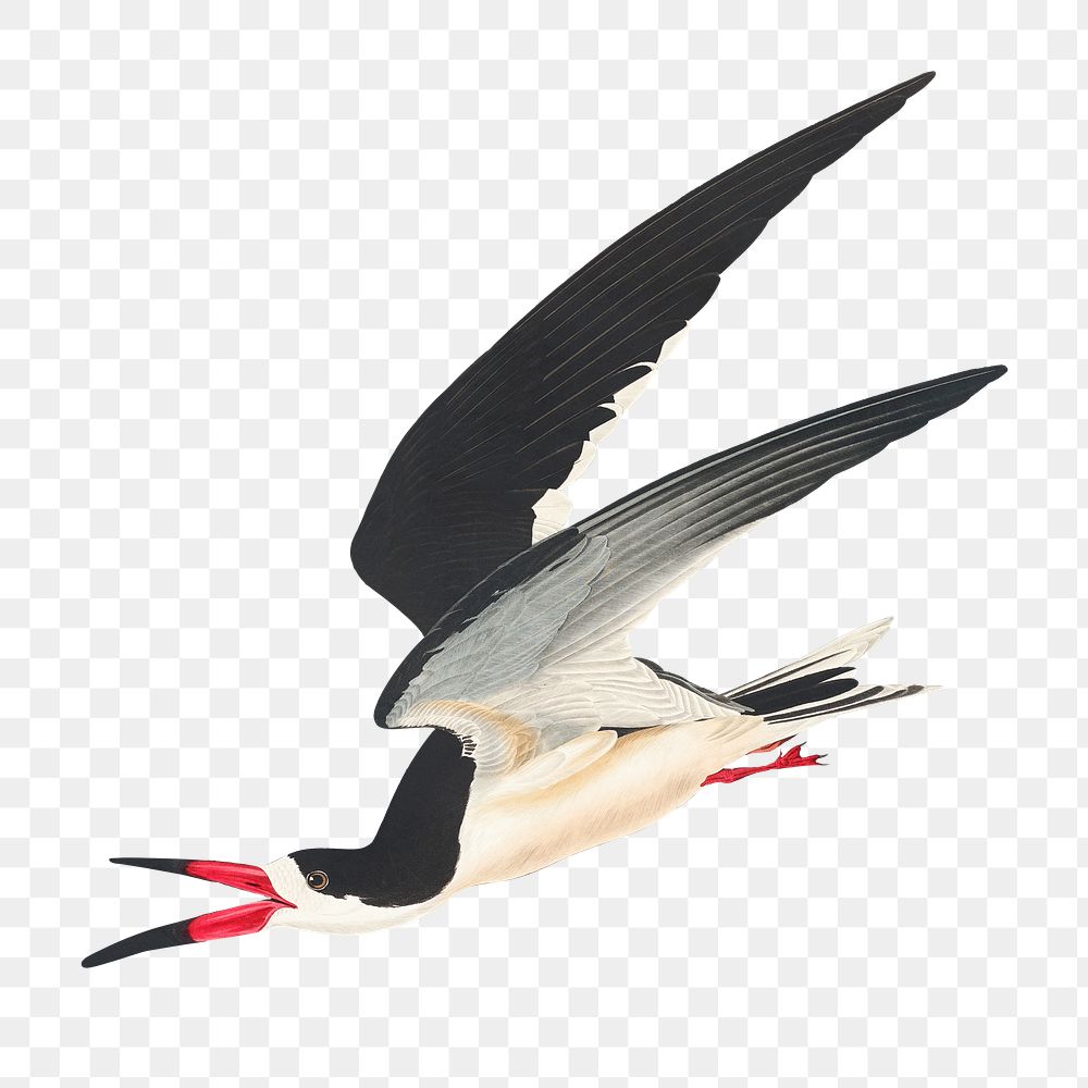 Black skimmer png bird sticker, transparent background