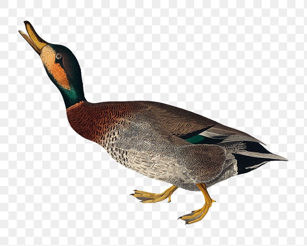 Bemaculated duck png bird sticker, transparent background