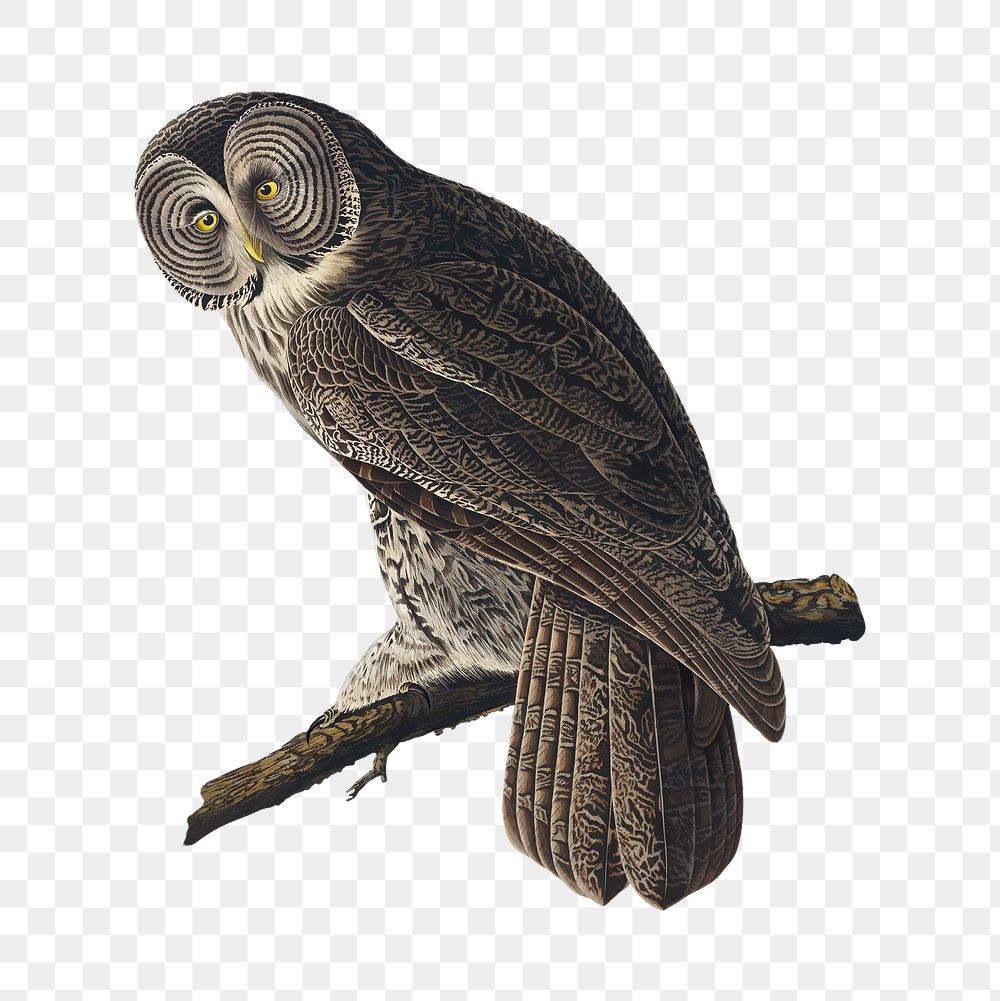 Great cinereous owl png bird sticker, transparent background