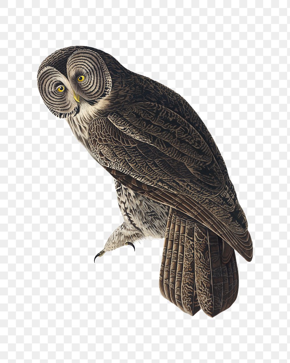 Great cinereous owl png bird sticker, transparent background