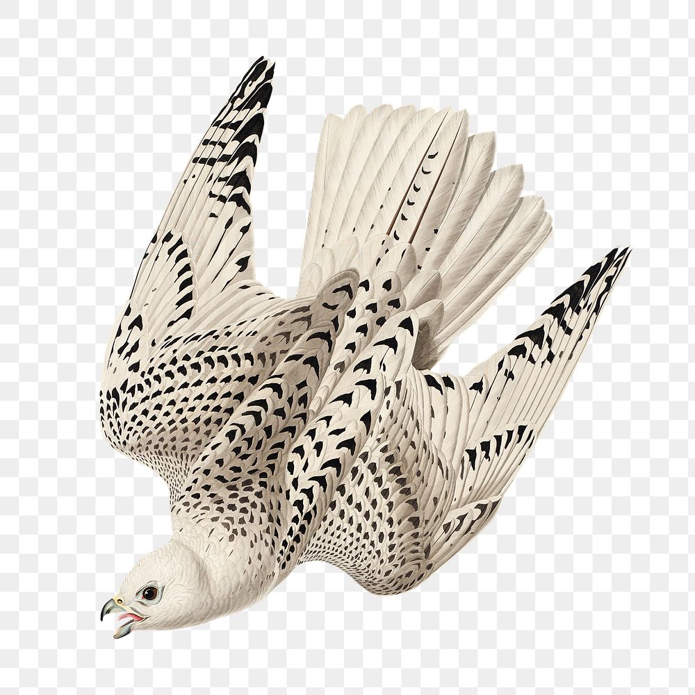 Gyrfalcon png bird sticker, transparent background