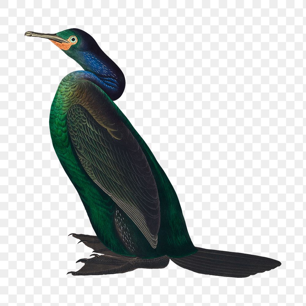 Violet-green cormorant png bird sticker, transparent background