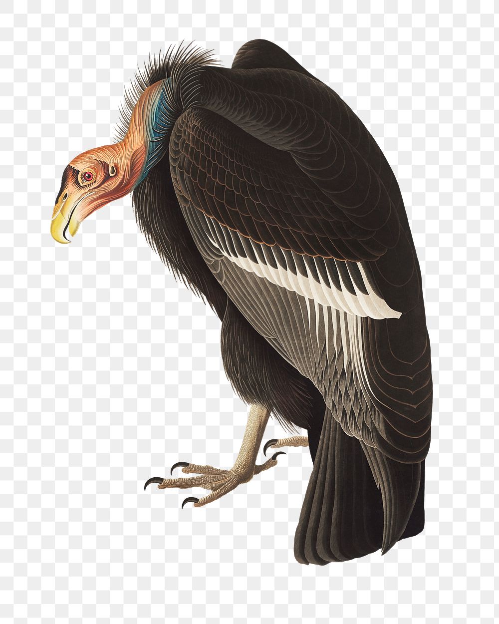 Californian vulture png bird sticker, vintage animal illustration, transparent background