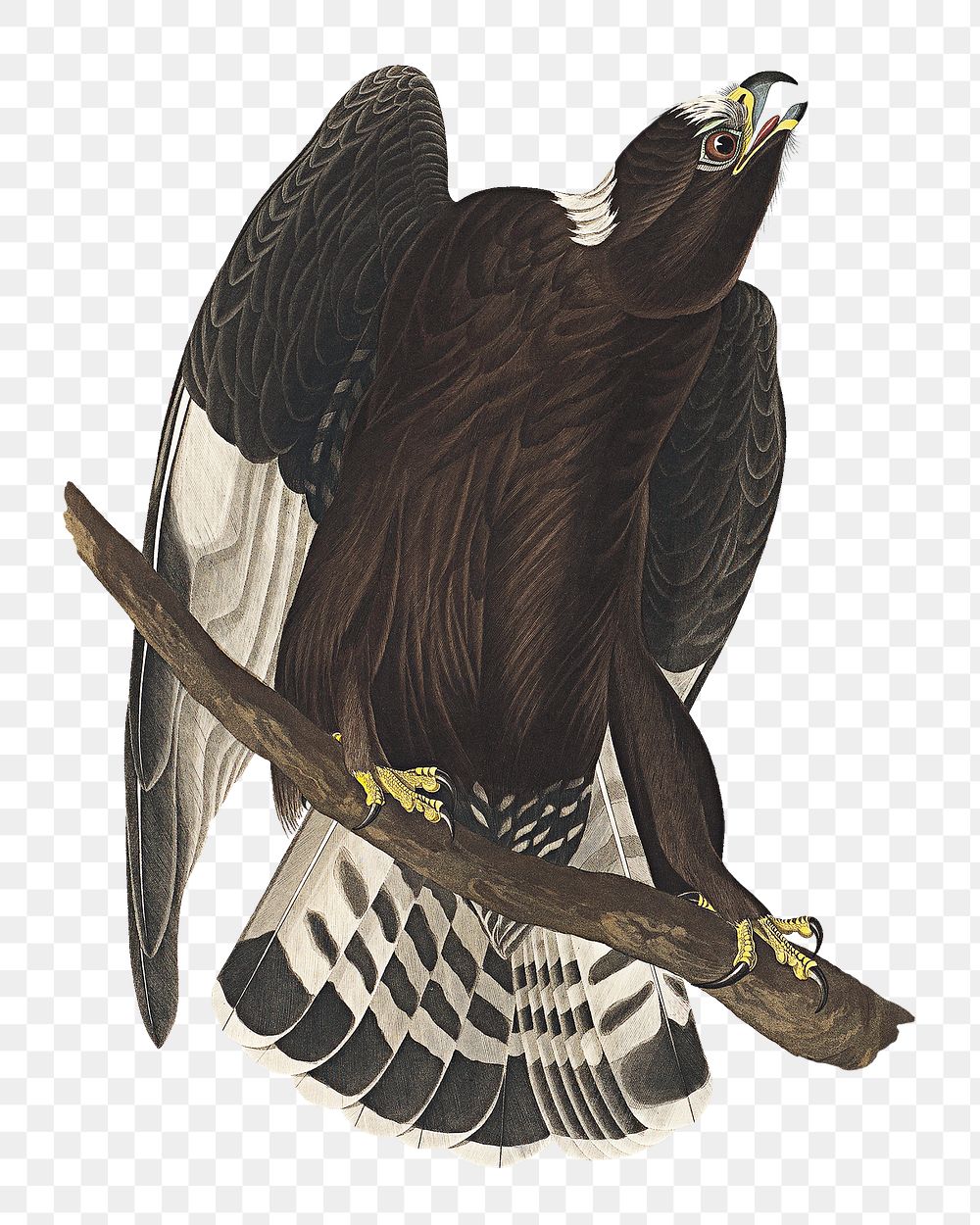 Rough-legged falcon png bird sticker, transparent background