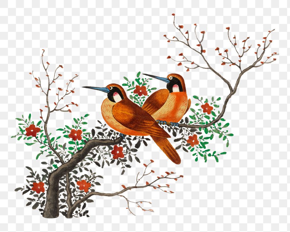 Birds png tree branch bird sticker, vintage animal illustration, transparent background