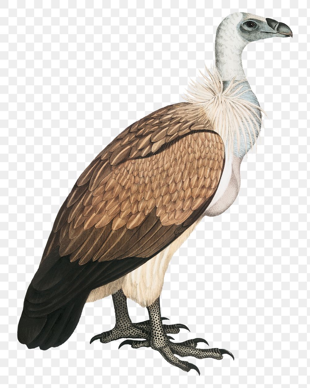 Bengal vulture png bird sticker, vintage animal illustration, transparent background