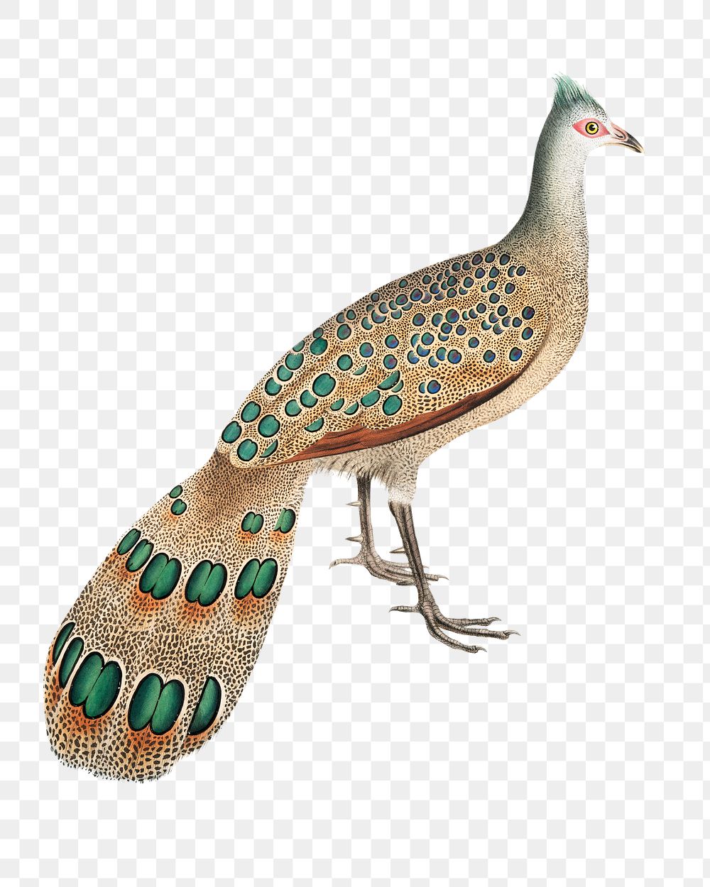 Hardwicke's polyplectron png sticker, vintage bird on transparent background