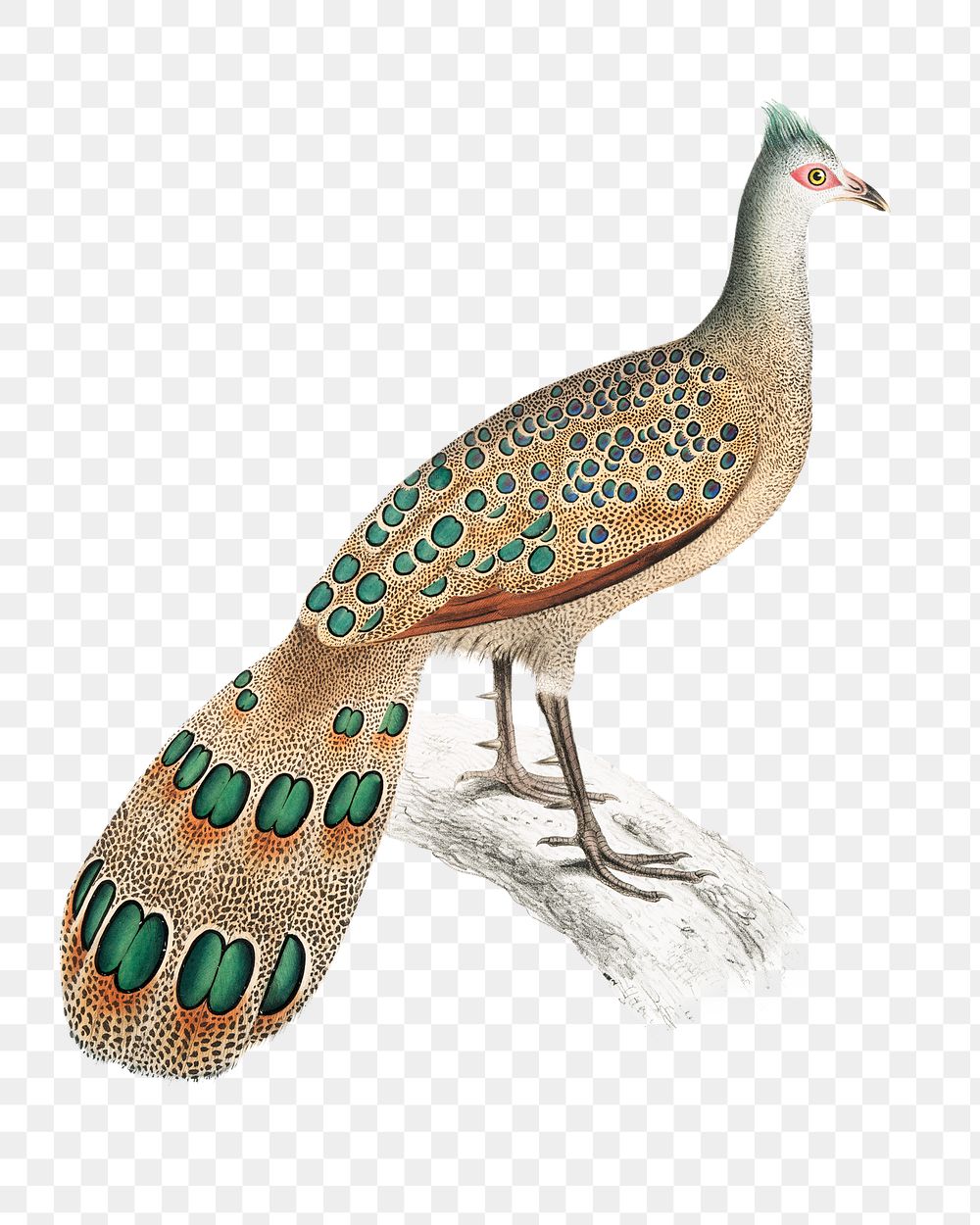 Hardwicke's polyplectron png sticker, vintage bird on transparent background