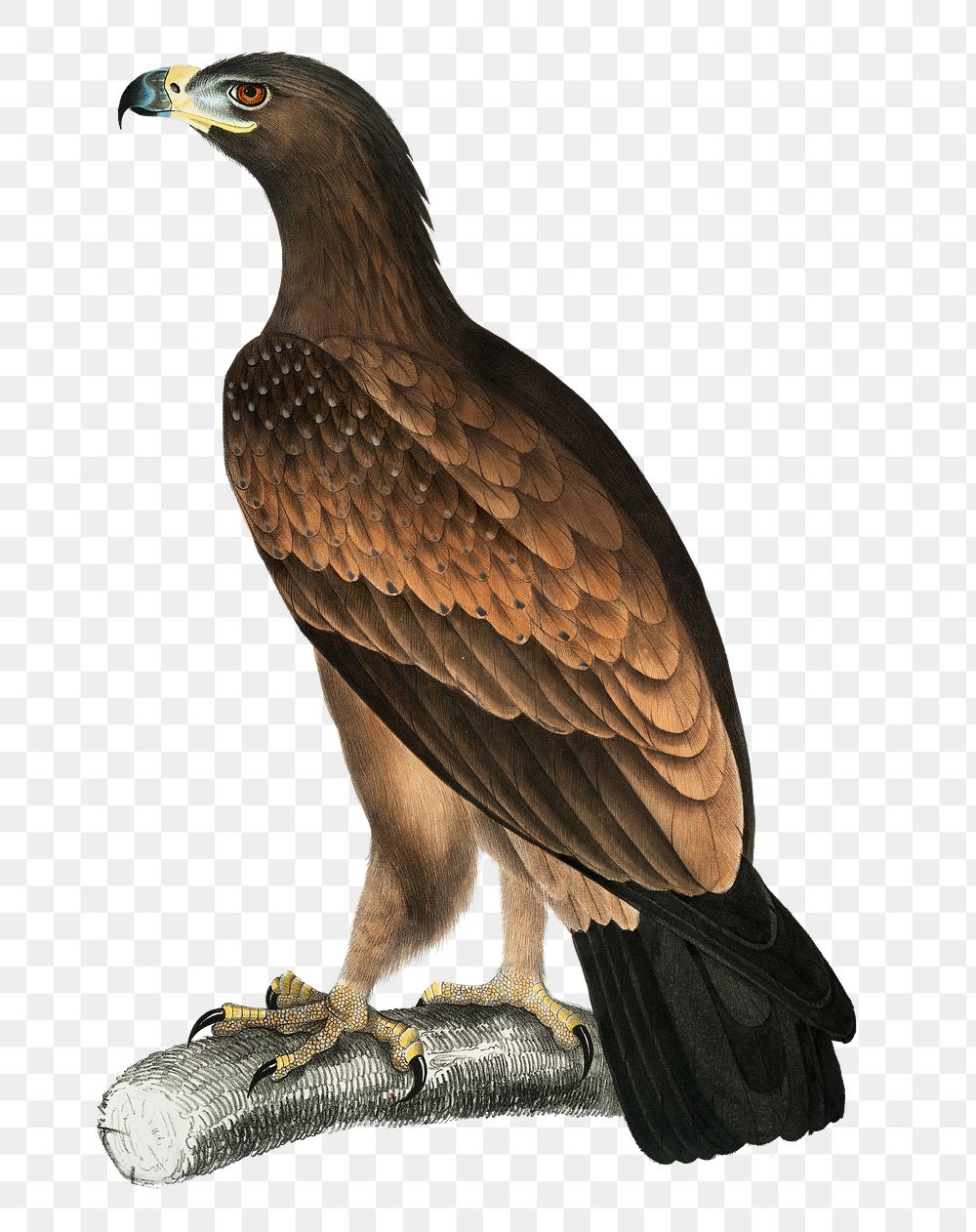 Brown eagle png sticker, vintage bird on transparent background