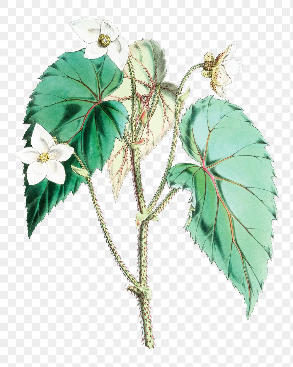 Begonia Cathcartii flower png sticker, transparent background, vintage Himalayan plants illustration.  Remixed by rawpixel.