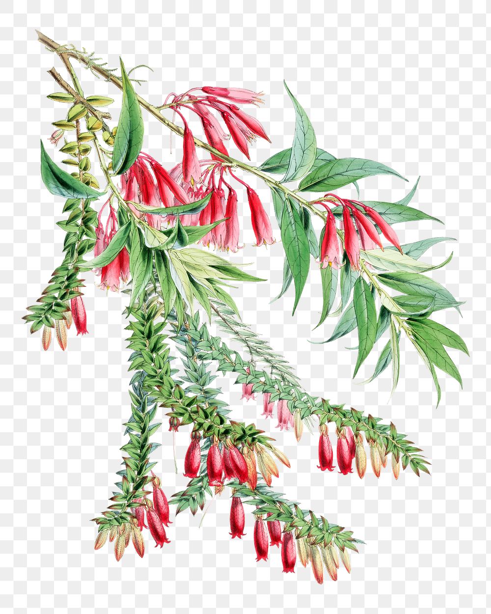 Vaccinium Salignum and Vaccinium Serpens flower png sticker, transparent background, vintage Himalayan plants illustration. …