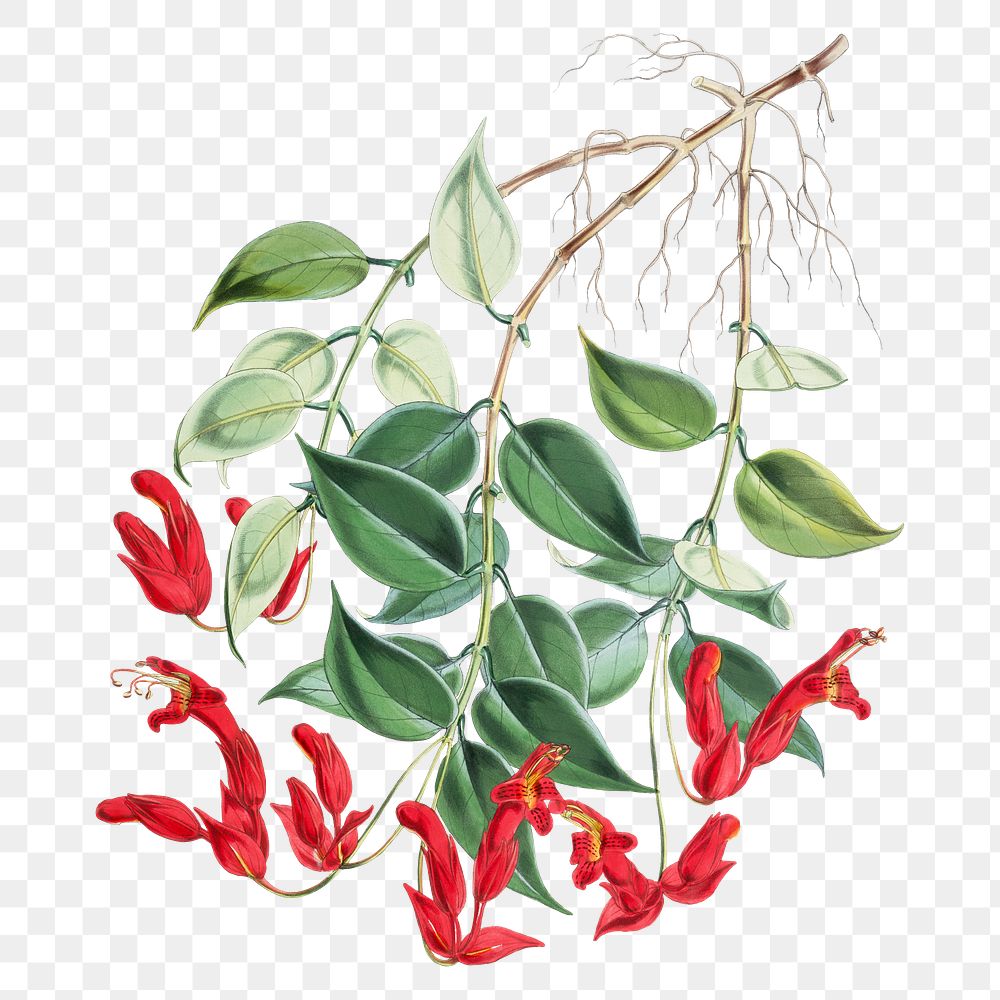 Aeschynanthus Peelii flower png sticker, transparent background, vintage Himalayan plants illustration.  Remixed by rawpixel.