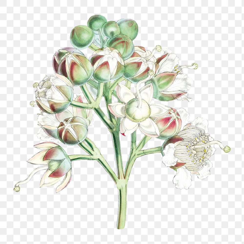 Duabanga Sonneratioides flower png sticker, transparent background, vintage Himalayan plants illustration.  Remixed by…