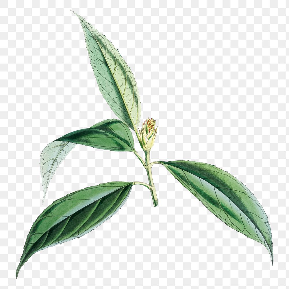 Aucuba Himalaica flower png sticker, transparent background, vintage Himalayan plants illustration.  Remixed by rawpixel.