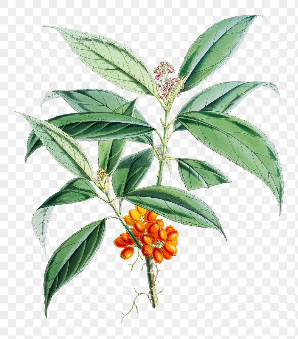 Aucuba Himalaica flower png sticker, transparent background, vintage Himalayan plants illustration.  Remixed by rawpixel.