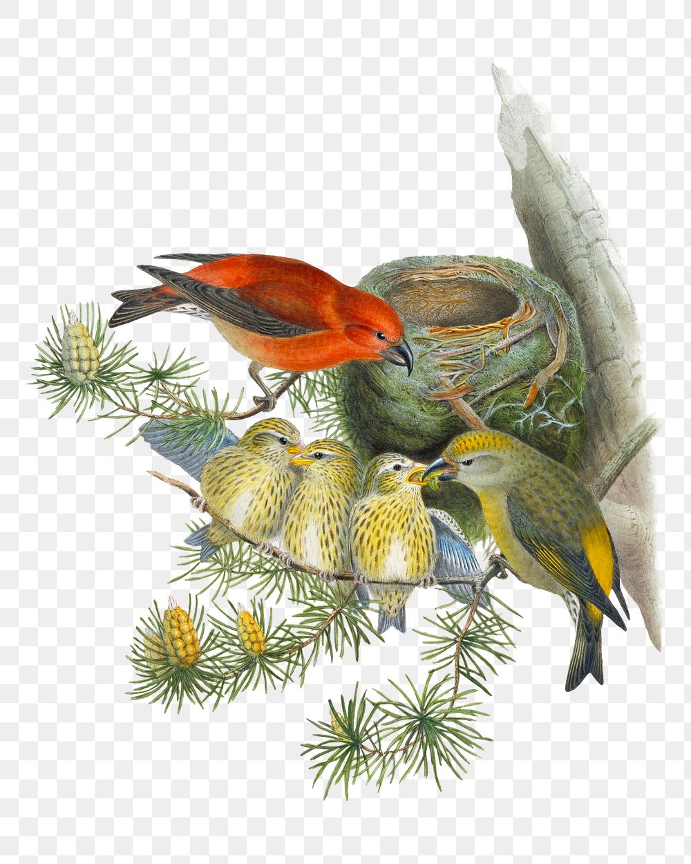 Common Crossbill png bird sticker, vintage animal illustration, transparent background