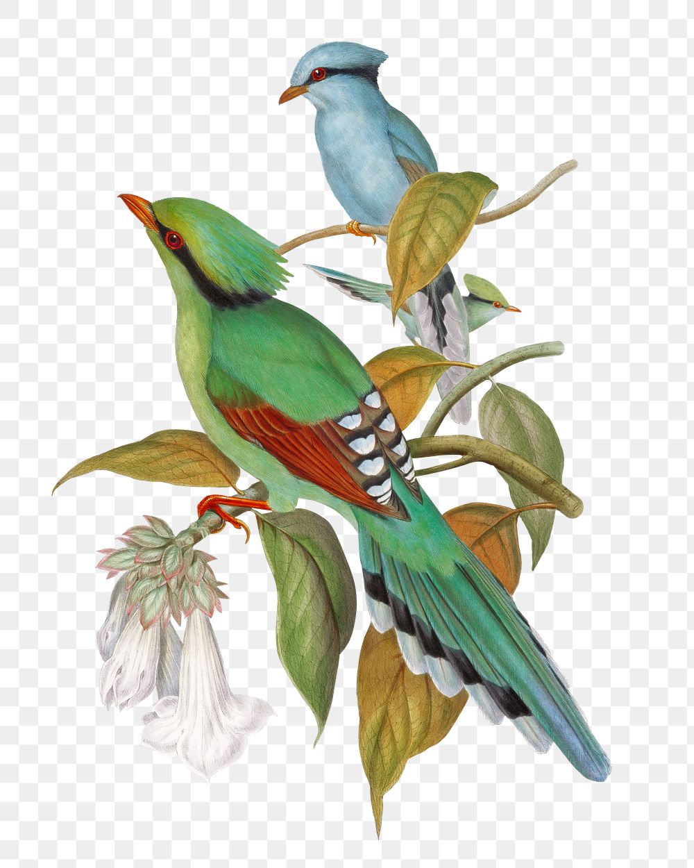 Green Cissa Venatoria png bird sticker, vintage animal illustration, transparent background