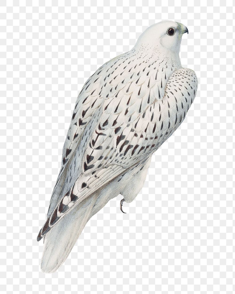 Greenland falcon png bird sticker, vintage animal illustration, transparent background