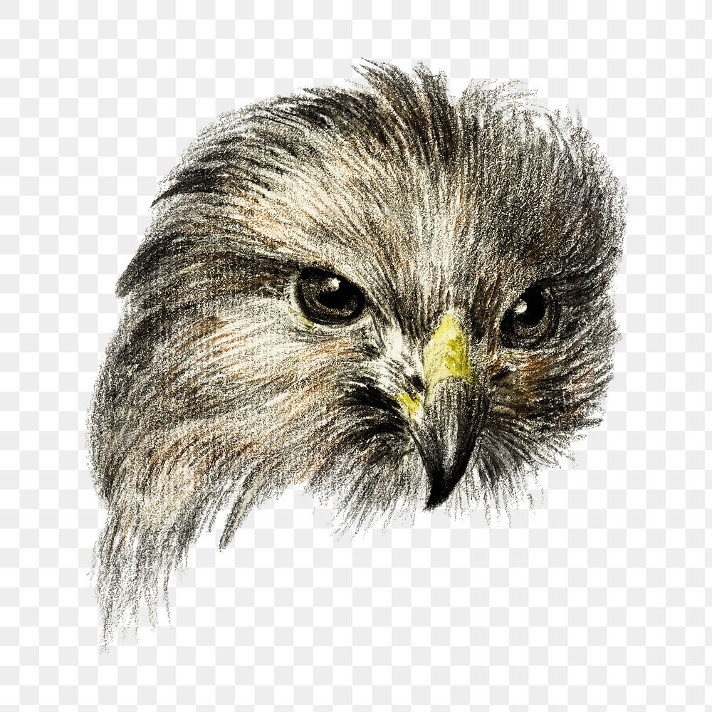 Hawk's head portrait png bird sticker, vintage animal illustration, transparent background