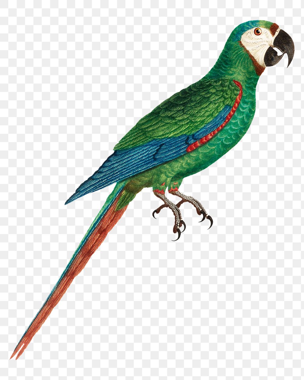 Blue-winged macaw parrot png bird sticker, vintage animal illustration, transparent background
