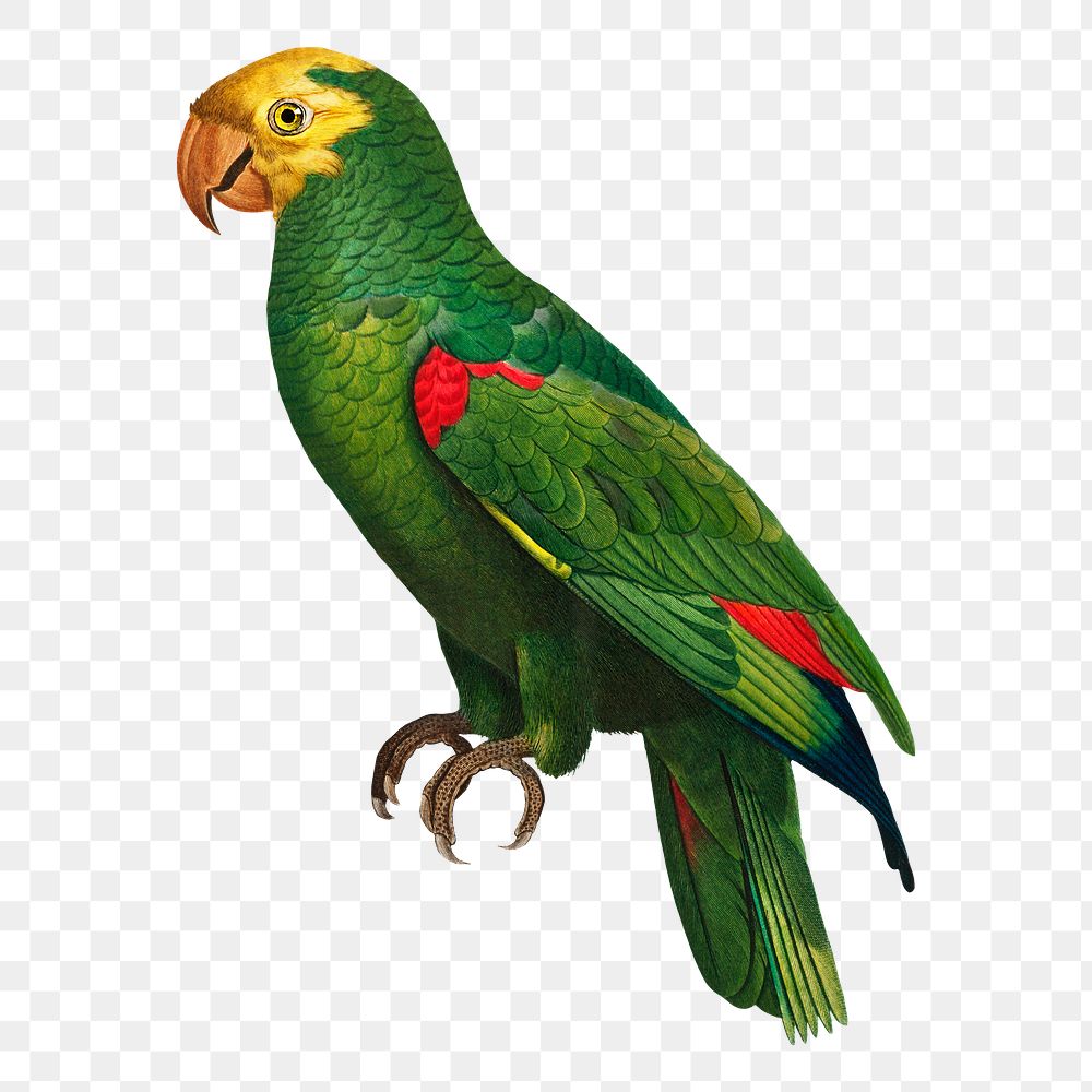 Yellow-crowned Amazon parrot png bird sticker, vintage animal illustration, transparent background