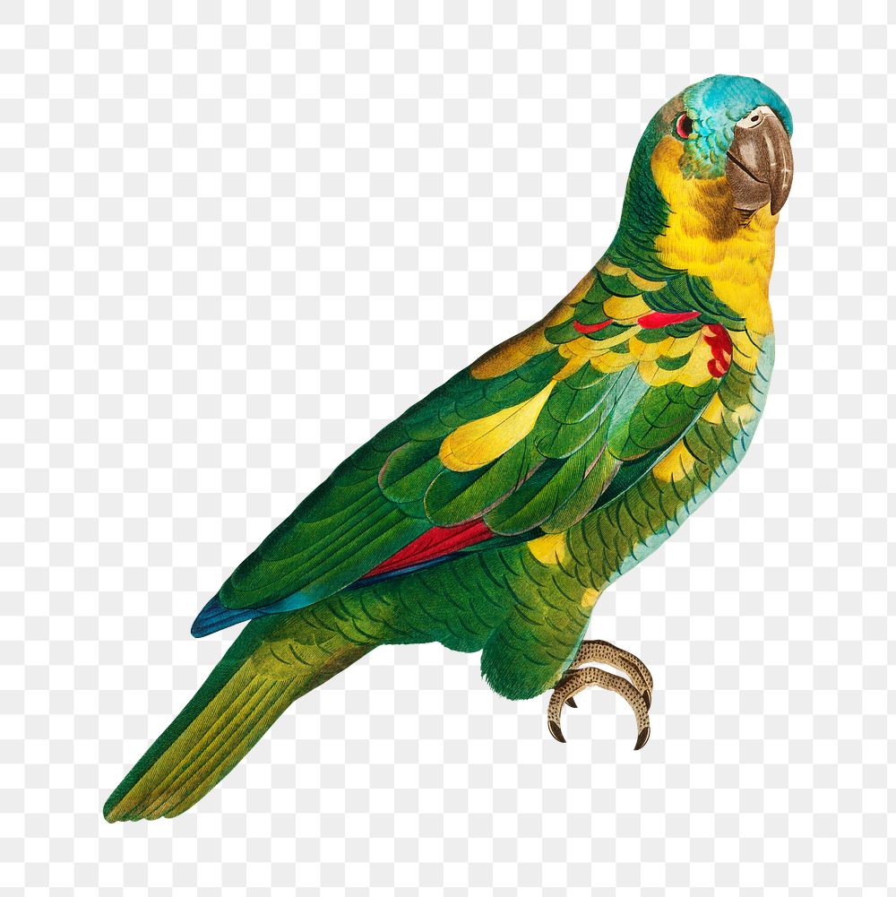Turquoise-fronted Amazon parrot png bird sticker, vintage animal illustration, transparent background