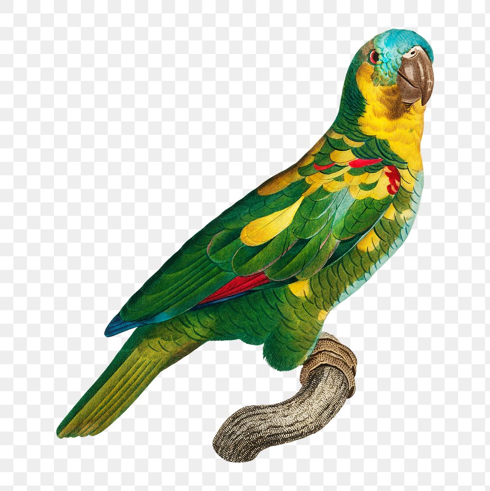 Turquoise-fronted Amazon parrot png bird sticker, vintage animal illustration, transparent background