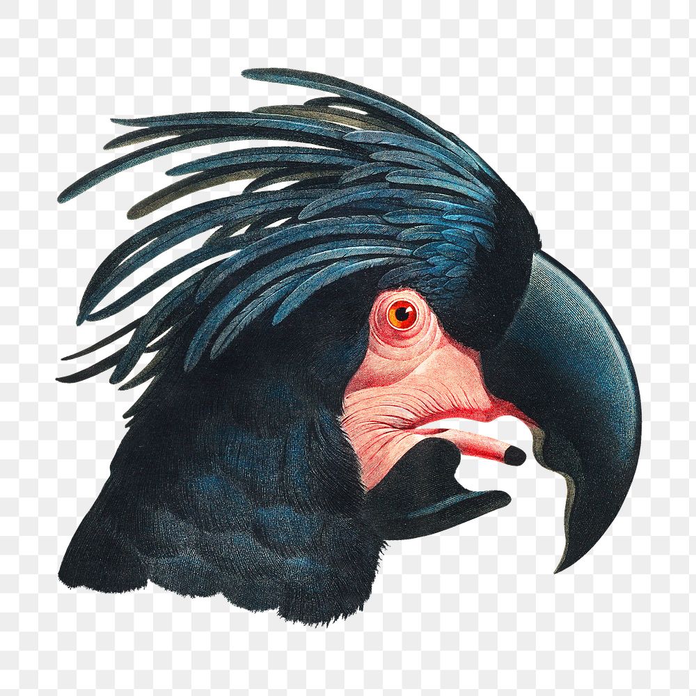 Great Black Cockatoo png bird sticker, vintage animal illustration, transparent background