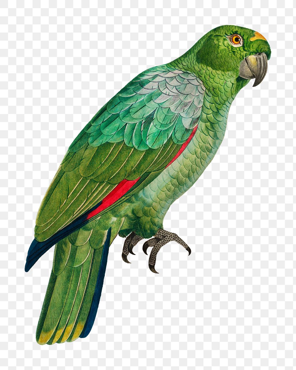 Southern Mealy Amazon parrot png bird sticker, vintage animal illustration, transparent background