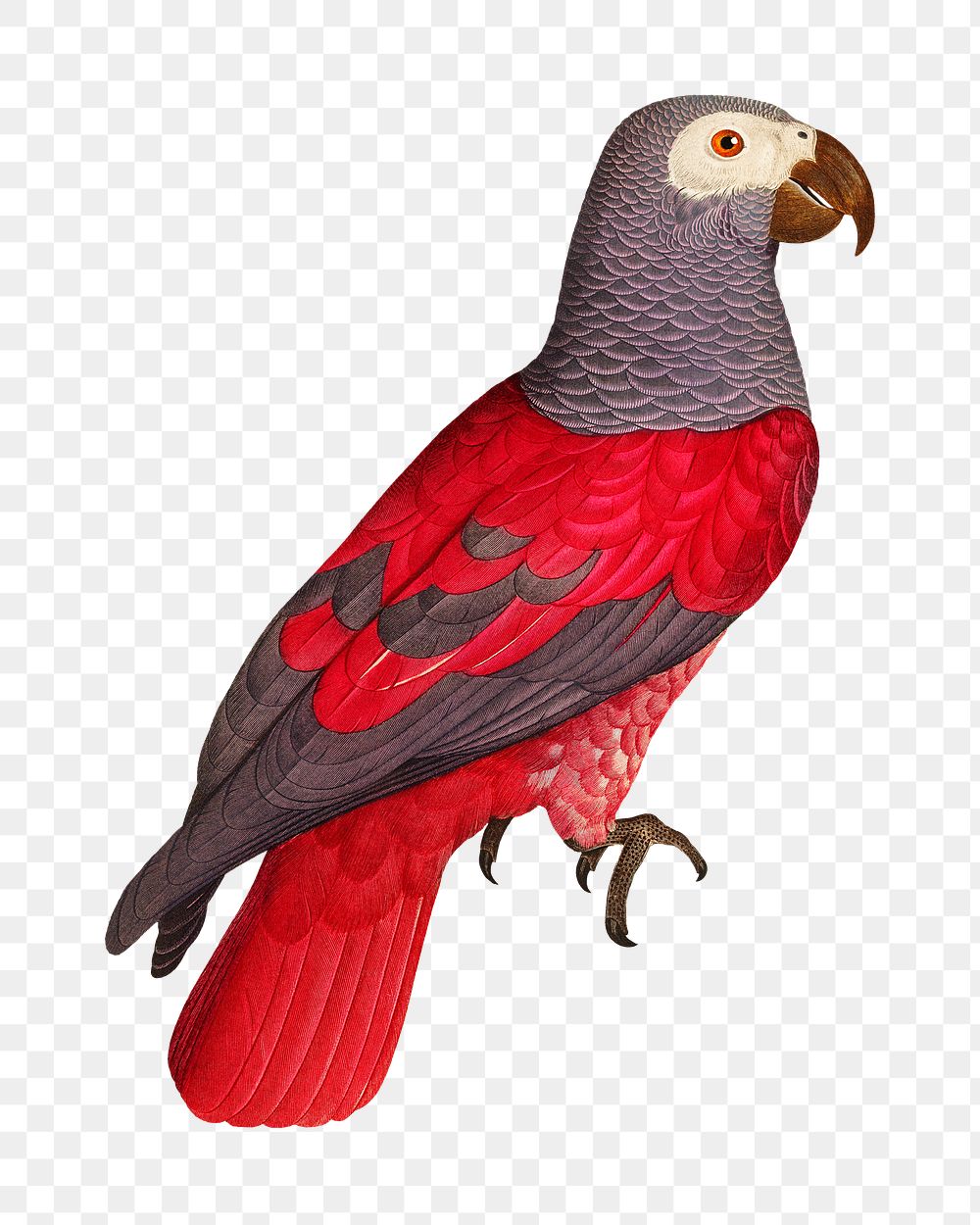 Grey parrot png bird sticker, vintage animal illustration, transparent background