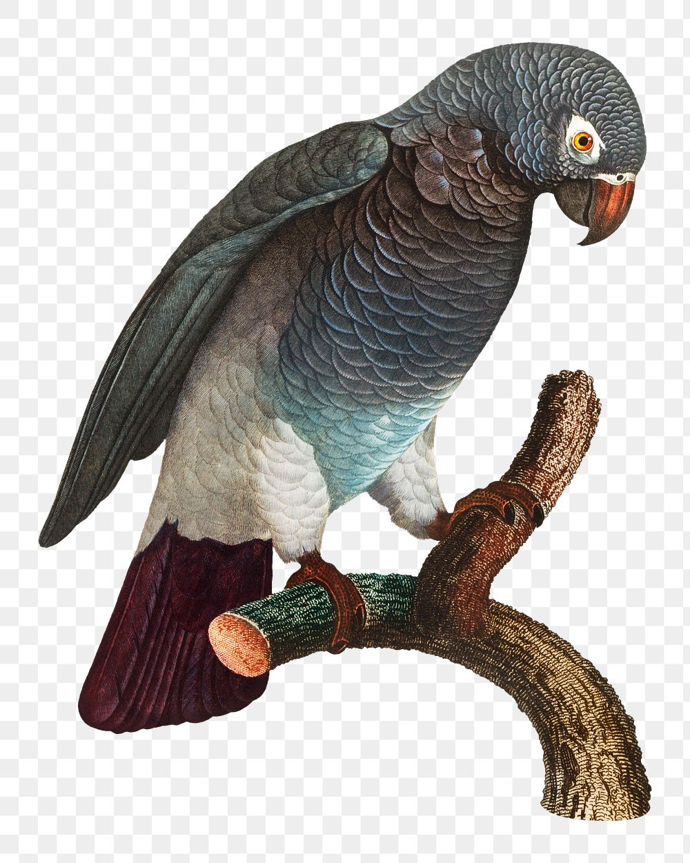 Grey parrot png bird sticker, vintage animal illustration, transparent background