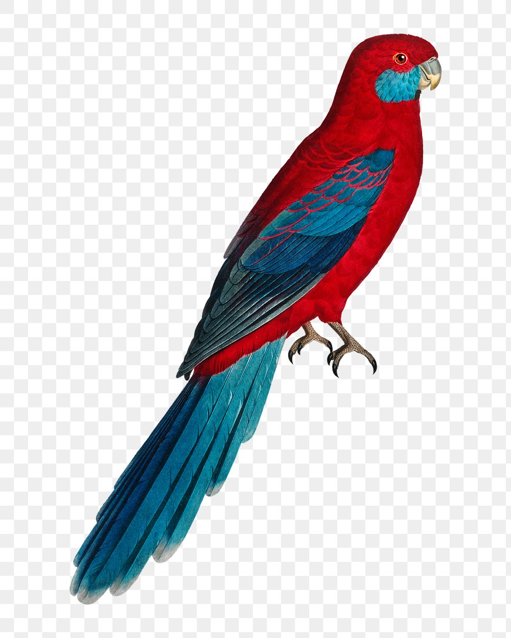 Crimson Rosella parrot png bird sticker, vintage animal illustration, transparent background