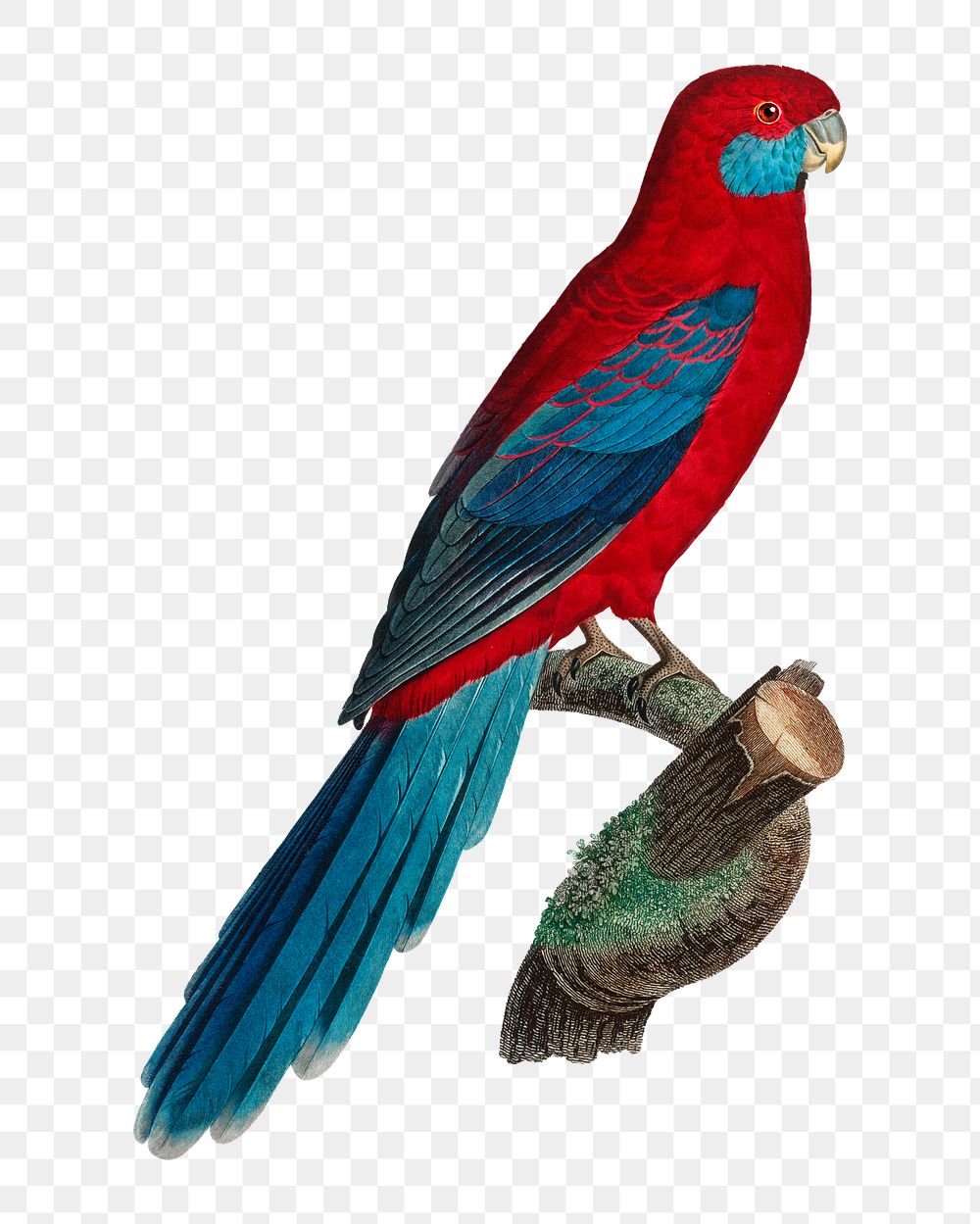 Crimson Rosella parrot png bird sticker, vintage animal illustration, transparent background