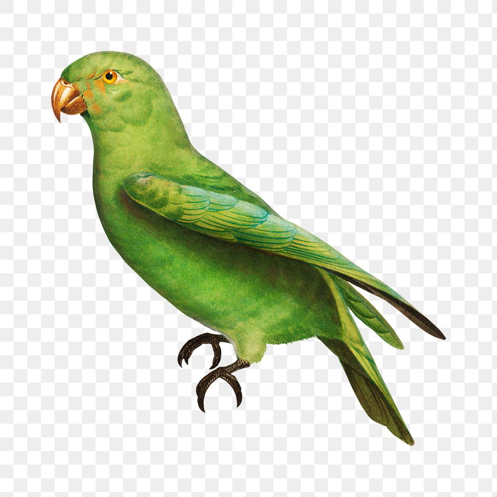 Red-Cheeked parrot png bird sticker, vintage animal illustration, transparent background