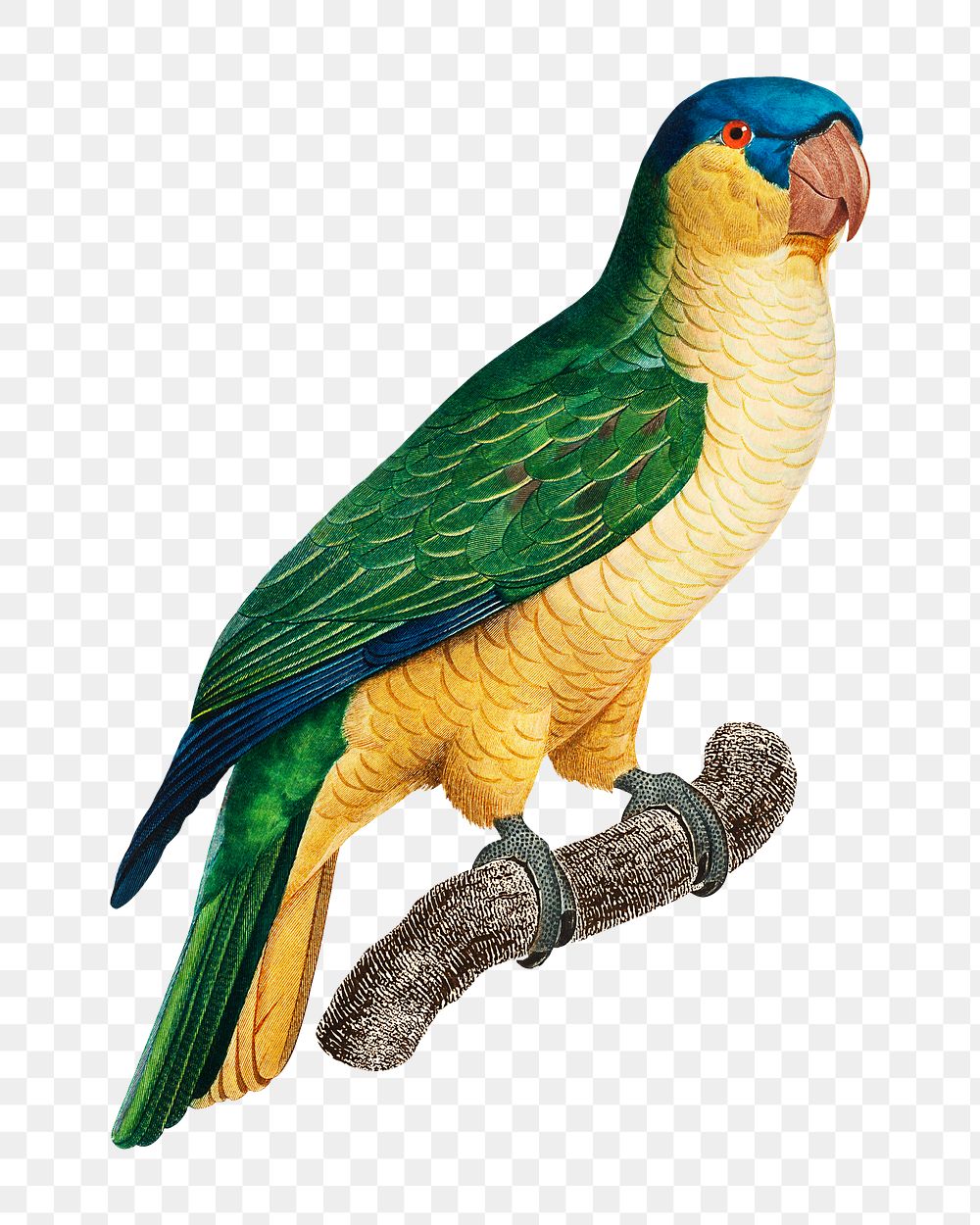 Black-lored parrot png bird sticker, vintage animal illustration, transparent background