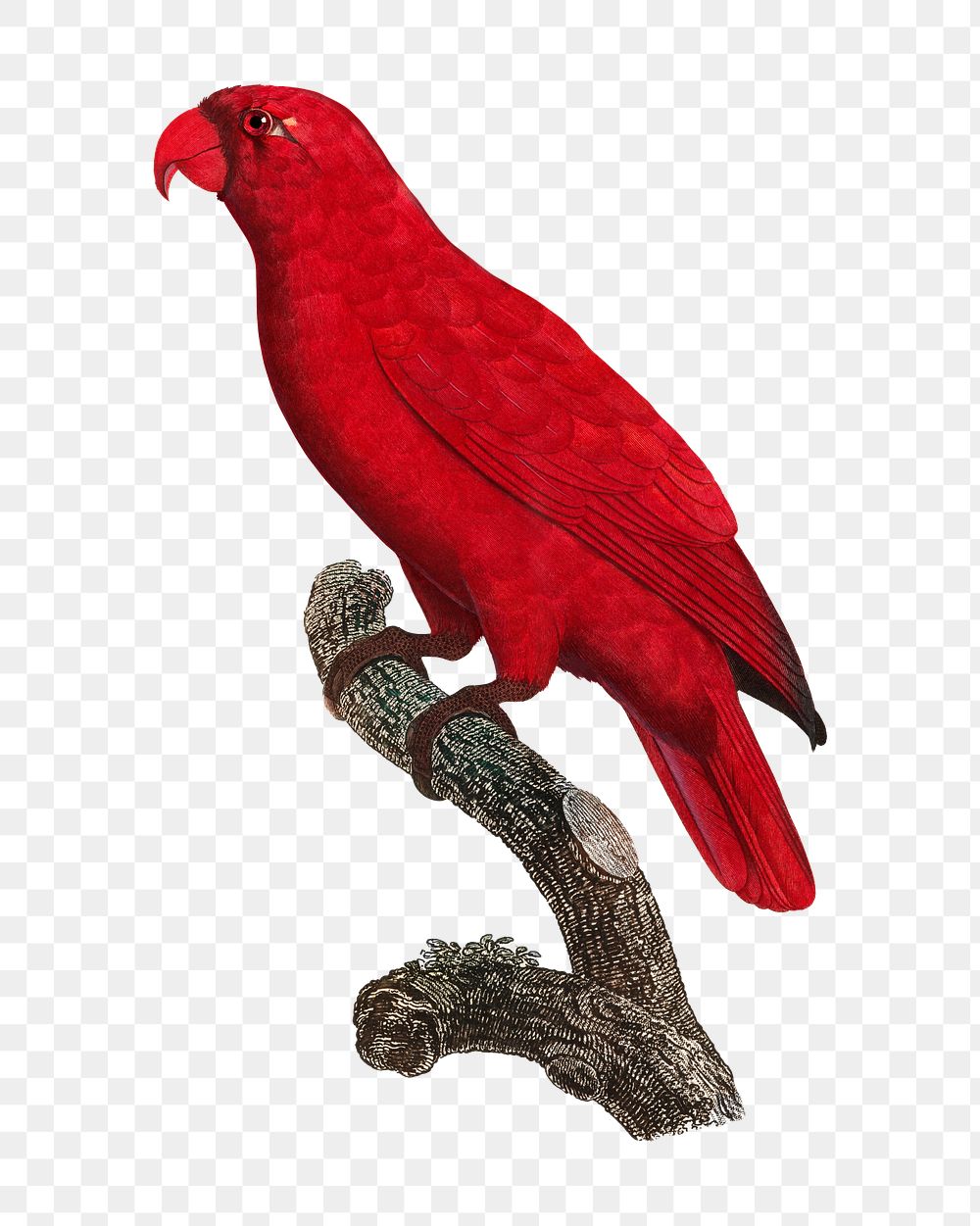 Cardinal Lory parrot png bird sticker, vintage animal illustration, transparent background