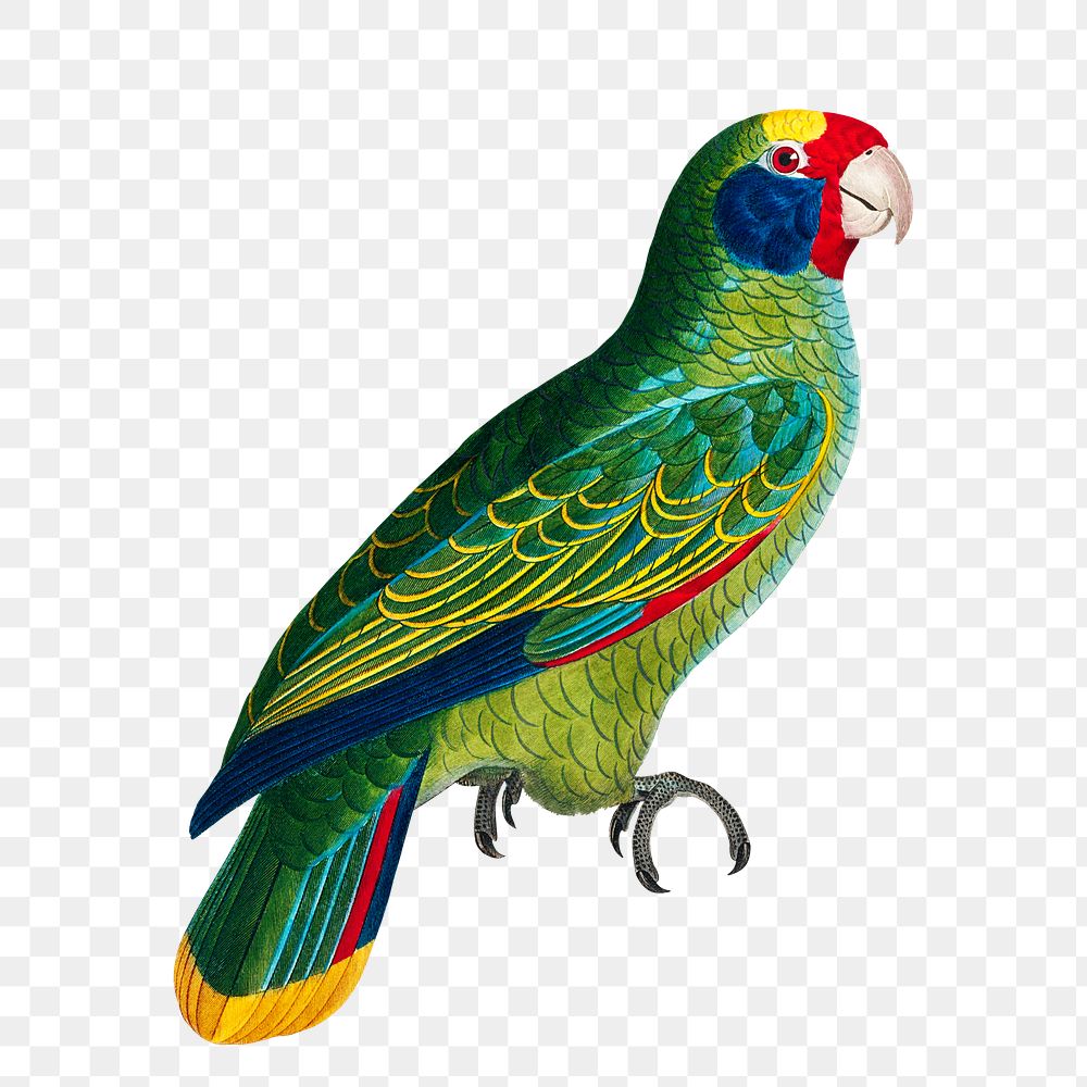Amazon parrot png bird sticker, vintage animal illustration, transparent background