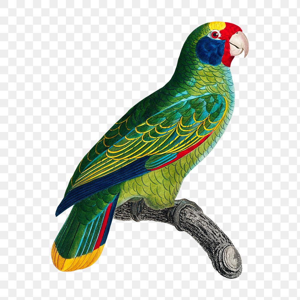 Amazon parrot png bird sticker, vintage animal illustration, transparent background