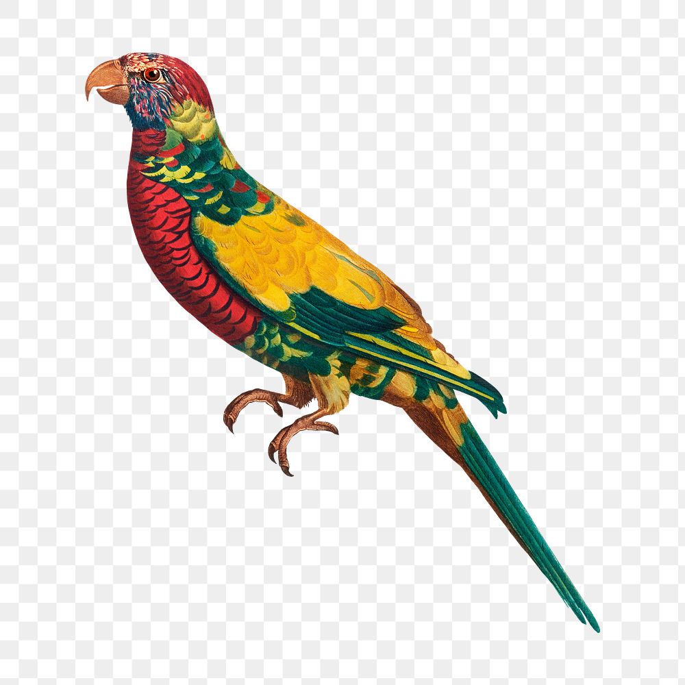 Rainbow Lorikeet png bird sticker, vintage animal illustration, transparent background