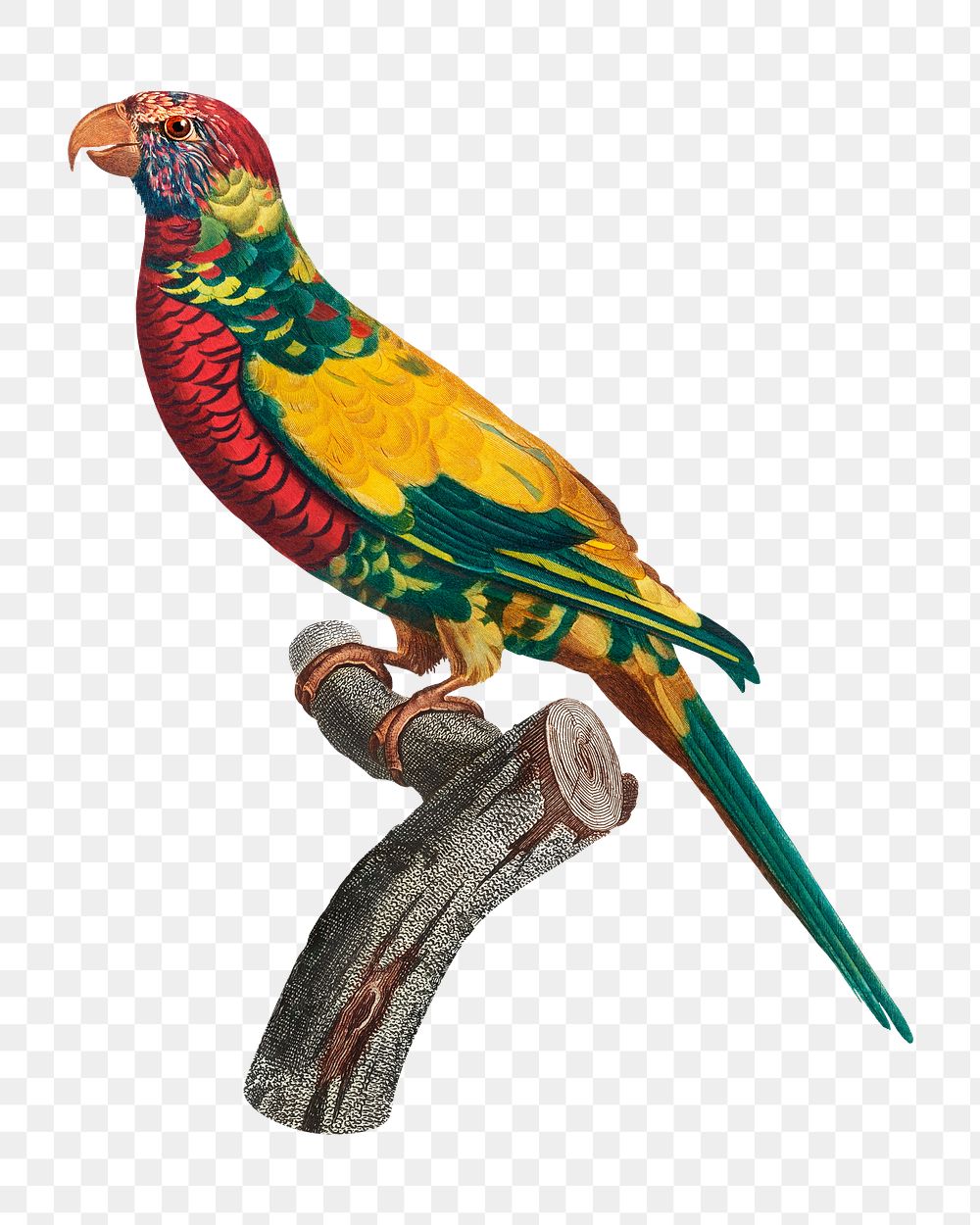 Rainbow Lorikeet png bird sticker, vintage animal illustration, transparent background