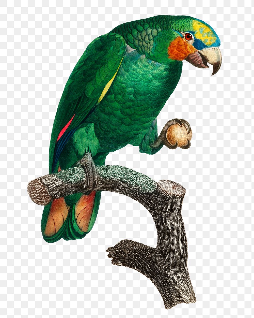 Orange-winged Amazon parrot png bird sticker, vintage animal illustration, transparent background