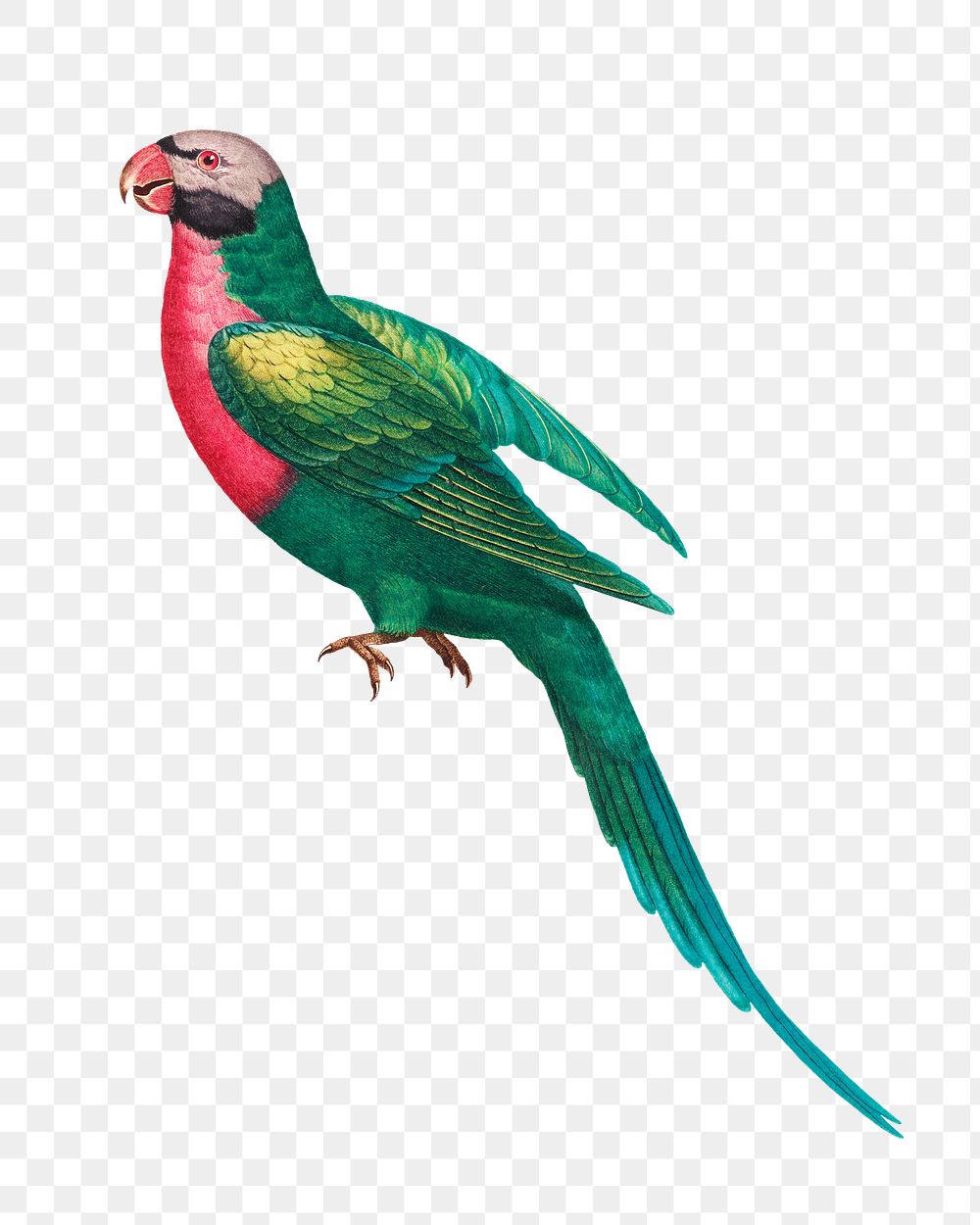 Red-breasted Parakeet png bird sticker, vintage animal illustration, transparent background