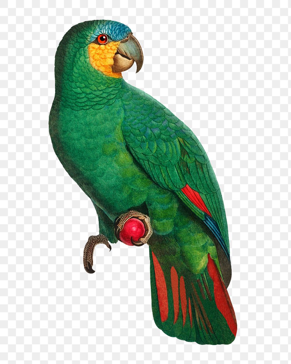 Orange-winged Amazon parrot png bird sticker, vintage animal illustration, transparent background